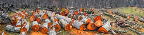 Fresh sawn trunks of alder