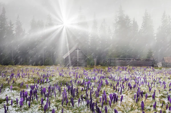 Spring flowers Crocuses in blizzard