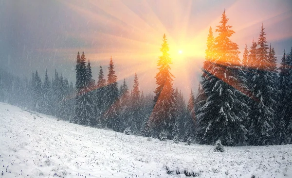 Snowy winter trees