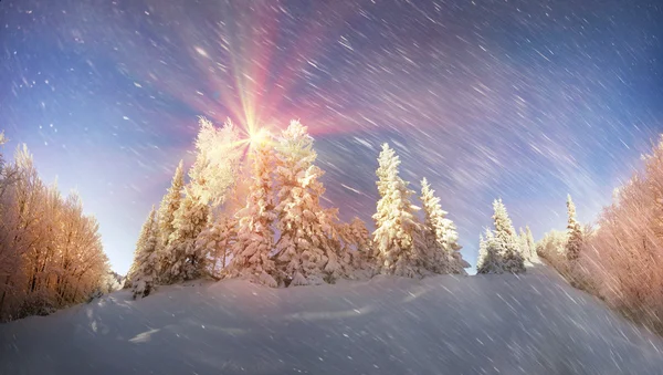 Snowy forest in Carpathians