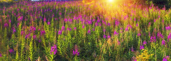 Beautiful flowers willow-herb at sunrise