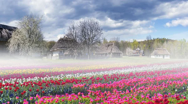 Fields of tulips in Pirogovo