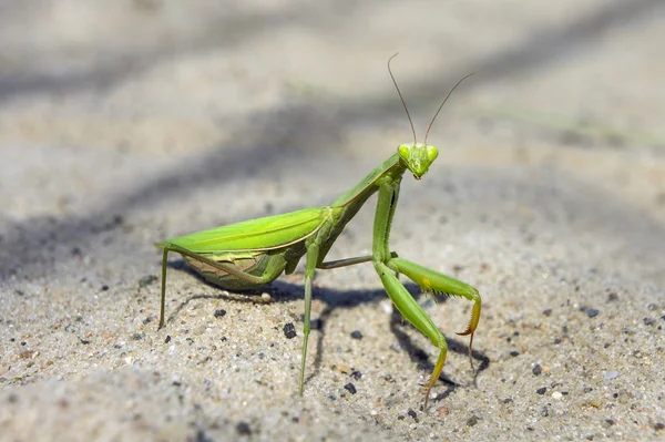 Tropical  Mantis  insect