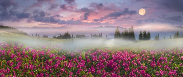 Blooming summer  field