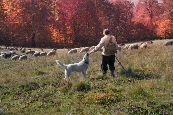 Sheep herd at Carpathians