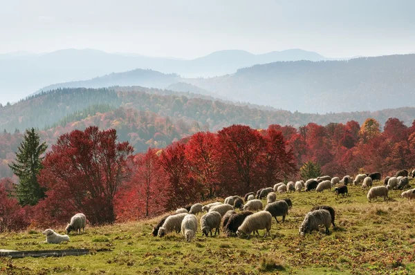 Sheep herd at Carpathians