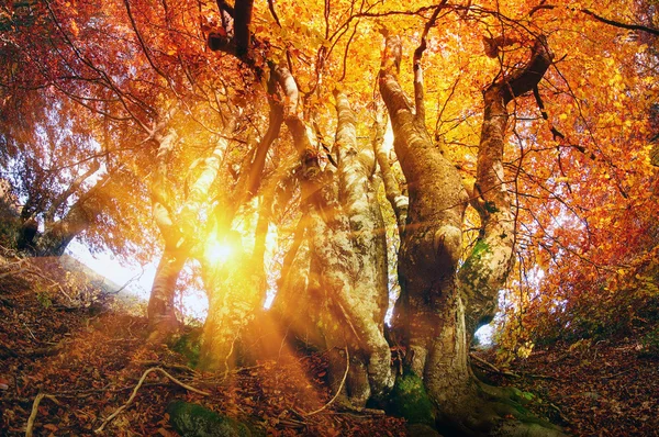 Magic Autumn forest