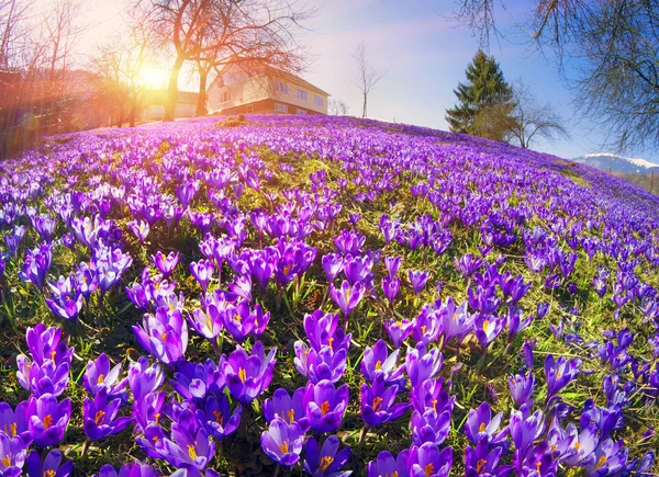 Beautiful spring flowers crocuses