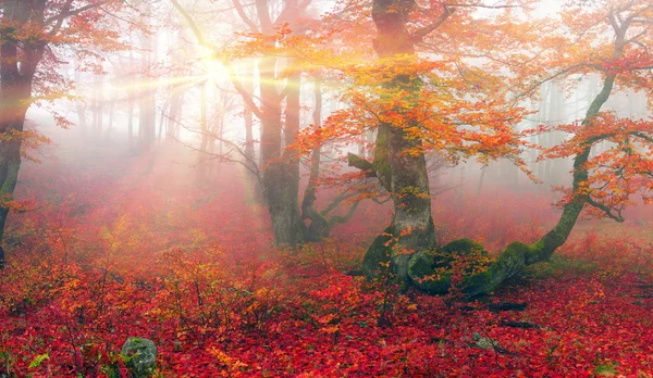 Autumn in forest of Ukrainian Carpathians