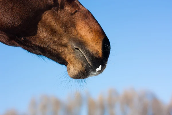 Nose and mouth of a brown horse in the nature in winter