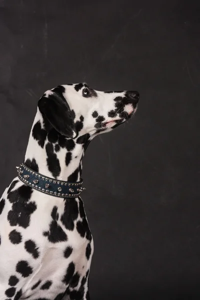 Dalmatian dog portrait on black background in a photo studio