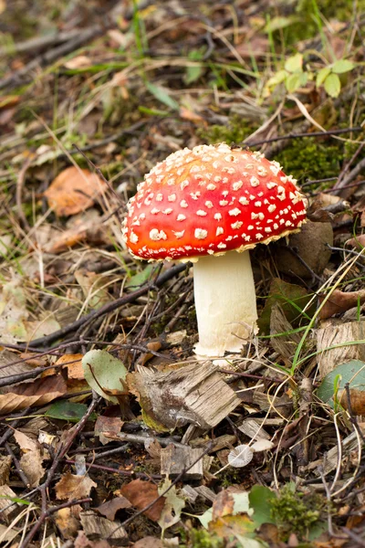 Red Capped Toadstool In Woodland