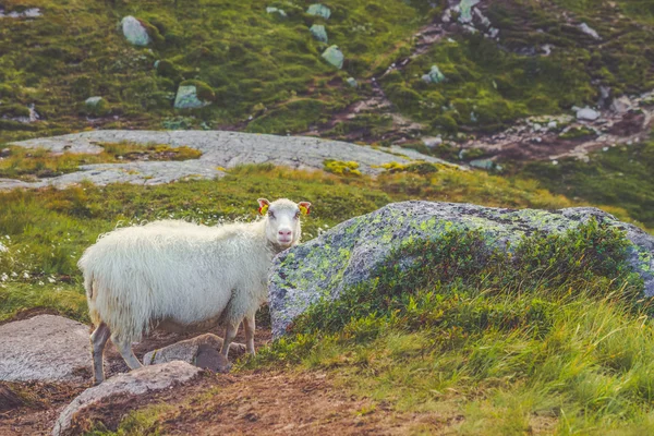Two Sheep in the mountains