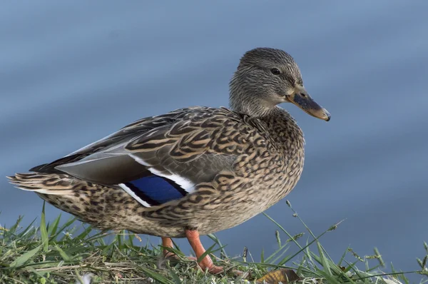 Single female mallard duck standing shore next to water