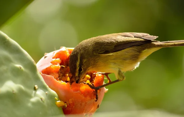 Chiffchaff eating inside prickly pear