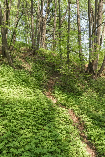 The path on the hillside.