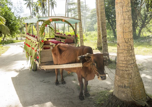 Ox cart for people transportation in La Digue Island, Seychelles