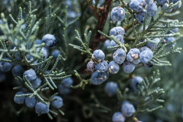 Blue juniper berries