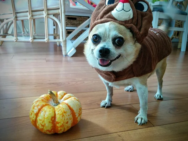 Chihuahua dog in Halloween costume