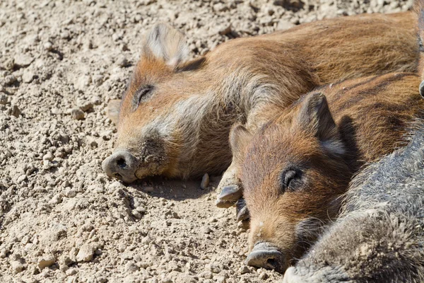 Pigs lying on the ground in the sun