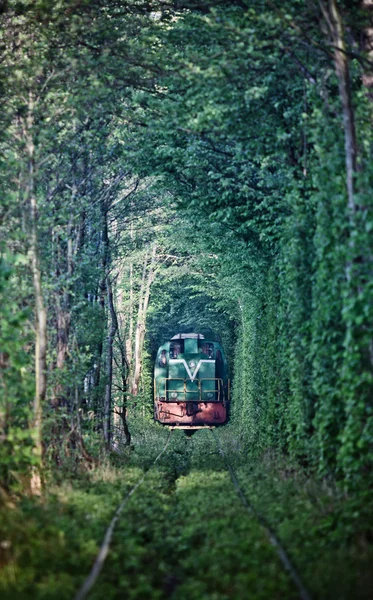 Natural tunnel of love formed by trees