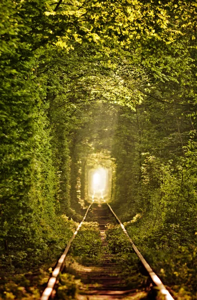 Natural tunnel of love formed by trees