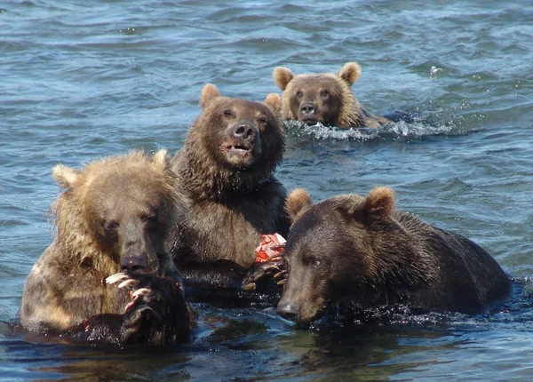 Bears eat fish in the water
