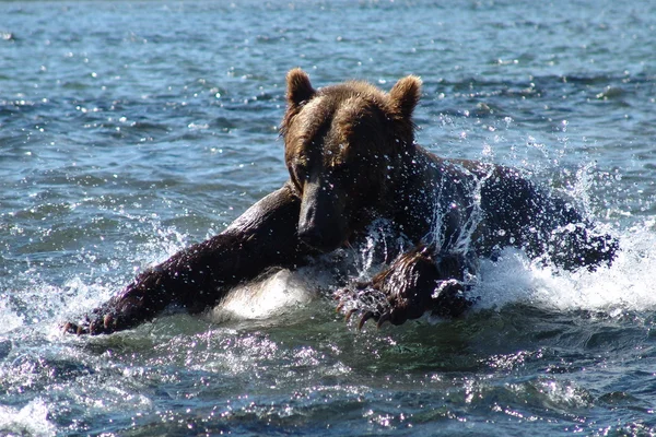 Bear jumping in water