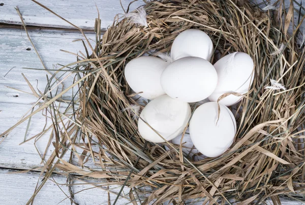 White chicken eggs in straw nest