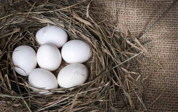White chicken eggs in straw nest
