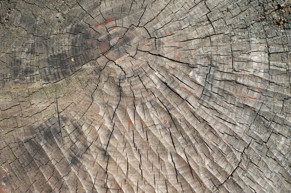Texture of the old stump