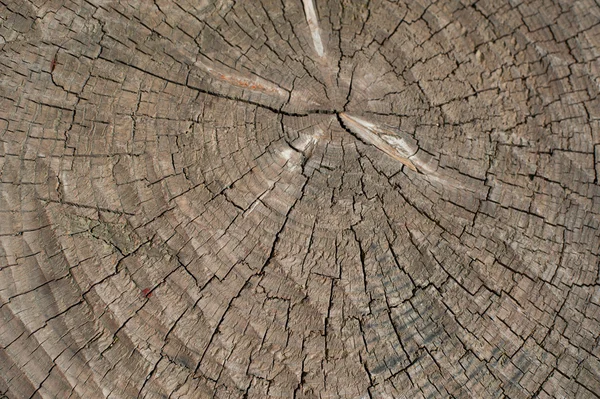 Texture of the old stump