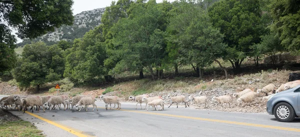 Goats crossing mountain street of crete