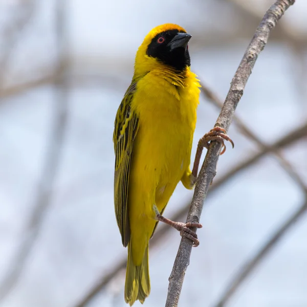 Yellow masked weaver bird in tree
