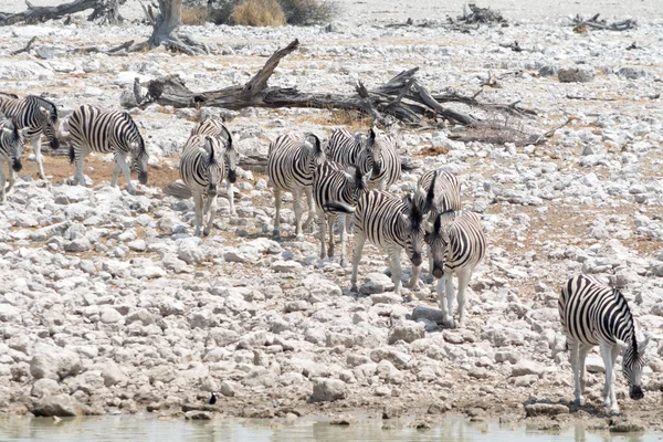 Zebras on the way to waterhole.