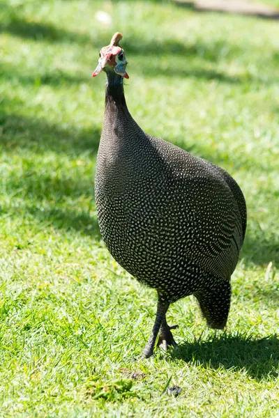 Guinea-Fowl in south africa