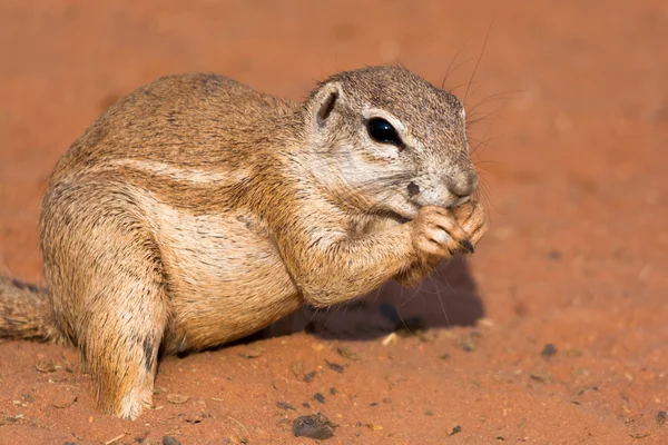 Ground squirrel in red desert