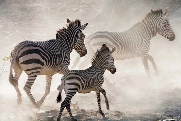 Zebras on the run