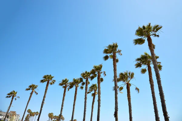 California palm trees against the blue sky