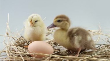 毛茸茸图库视频影像、免版税毛茸茸视频片段-