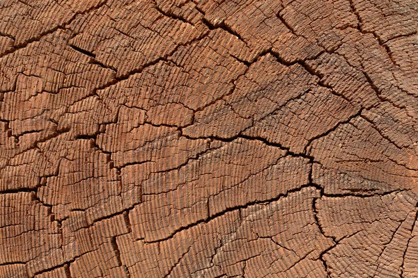 Texture of tree rings in tree