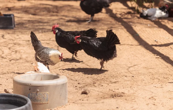 Black, buff, brown, and white chickens on a farm