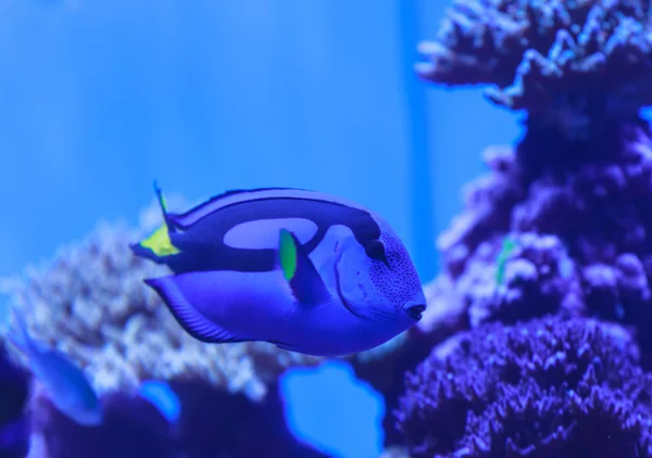 Palette tang fish, Paracanthurus hepatus, is also called the royal blue tang
