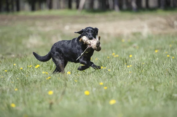 Black Labrador carrying a duck