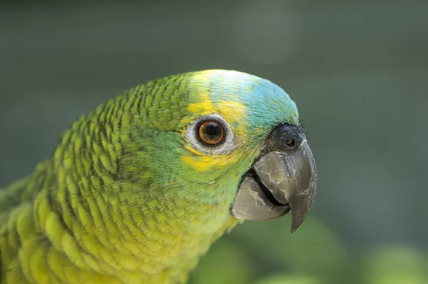 Green Parrot head