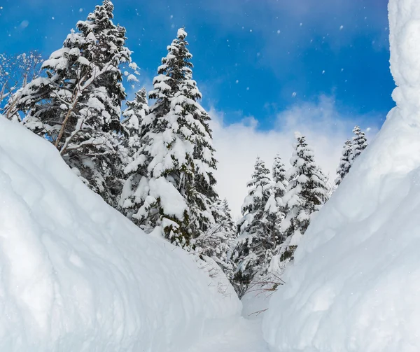 Snow wall and walkway with snow covered trees.