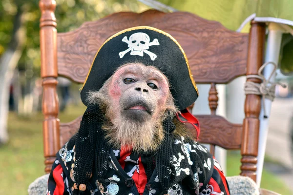Little monkey, dressed in pirate costume sits on a chair