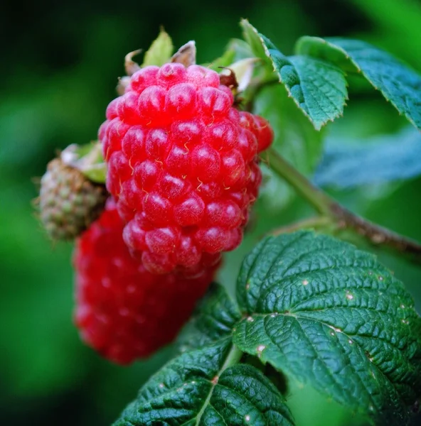 Red raspberries ripening on bush