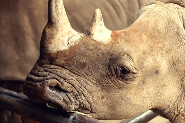 Cute macro Black Rhino