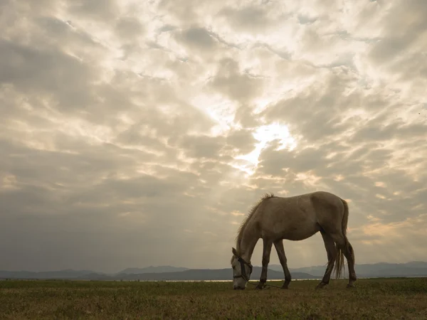 Single horse feeding on grass, cloudy sky and natural ray backgr